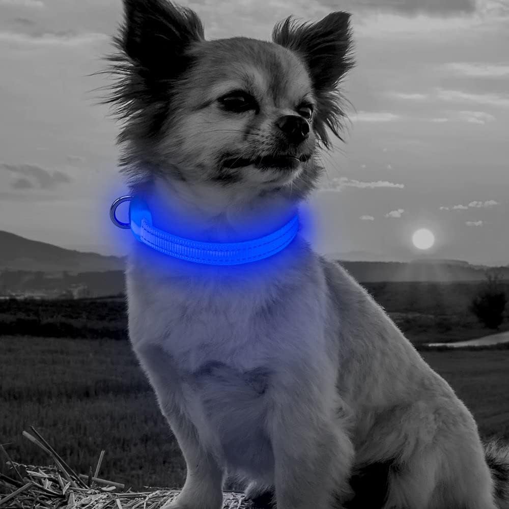Light up Dog Collar - Reflective LED Dog Collar Rechargeable Glowing Cat Collars Adjustable Puppy Collar Safety Dog Lights for Night Walking (Blue, XS)